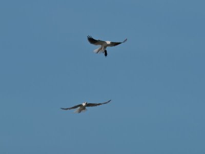 Attempting a hand-off _3258607.jpg