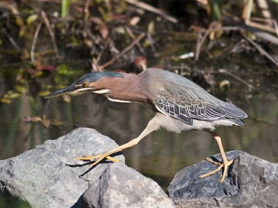 Green Heron _3268919.jpg
