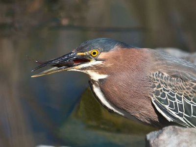Green Heron _3268884.jpg