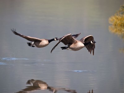 Canada Geese _3289140.jpg