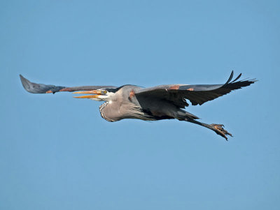 Great Blue Heron _3289124.jpg