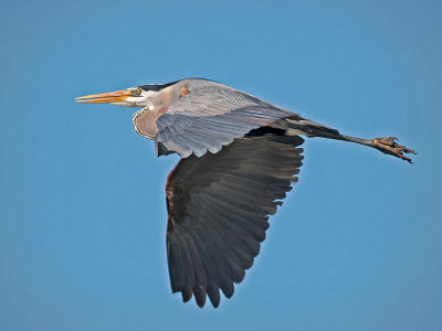 Great Blue Heron _3289129.jpg