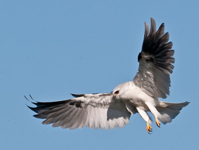 White-tailed Kites  2009