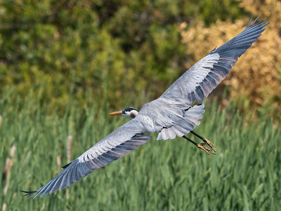 Great Blue Heron _4165295.jpg