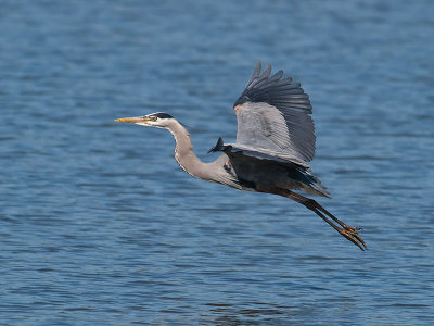 Great Blue Heron _4175370.jpg