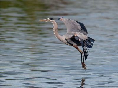 Great Blue Heron _4175372.jpg