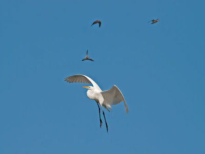 GreaT white Egret _4226051.jpg