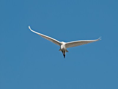 Great White Egret _4226052.jpg