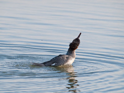 Comman Merganser  _4134896.jpg