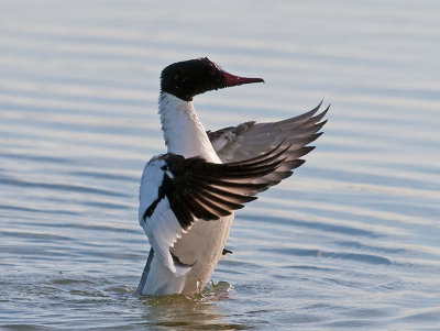 Comman Merganser _4134905.jpg