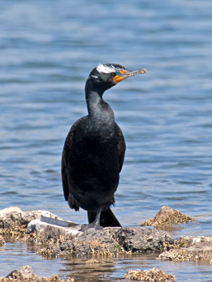 Double-crested Cormorant _4276748.jpg