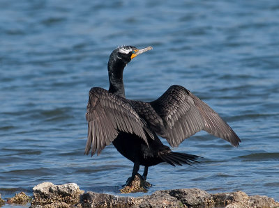Double-crested Cormorant _4296863.jpg