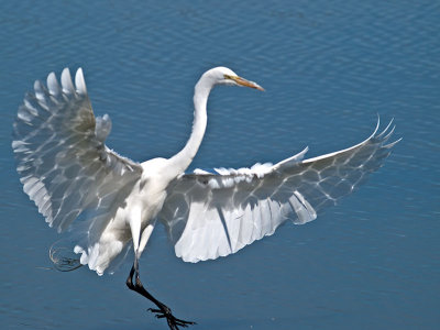 Great Egrets 2009
