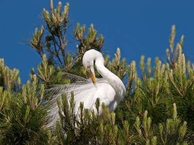 Great White Egret _4256458.jpg