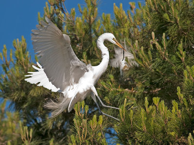 Great White Egret _4256564.jpg