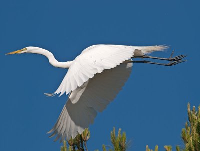 Great White Egret _4256575.jpg