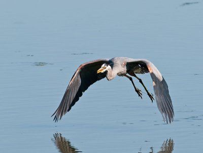 Great Blue Heron _4195822.jpg