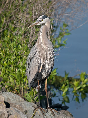 Great Blue Heron _4165207.jpg