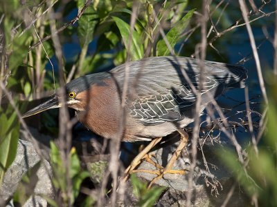 Green Heron _4054319.jpg