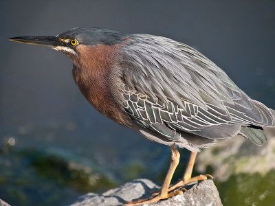 Green Heron _4054327.jpg