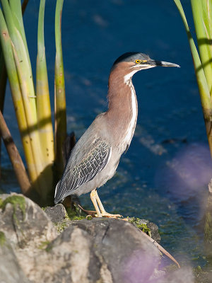 Green Heron _4195726.jpg