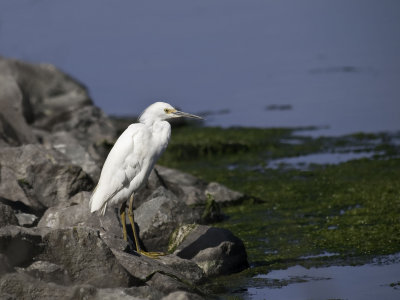 Snowy Egret _4064432.jpg