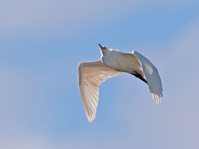 Snowy Egret _4084473.jpg