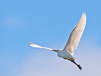 Snowy Egret _4084475.jpg