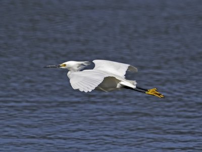 Snowy Egret _4165306.jpg