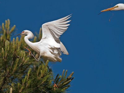 Snowy Egret _4205881.jpg