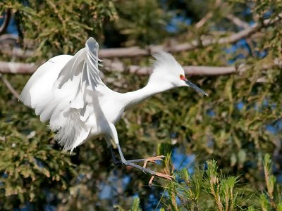 Snowy Egret _4256555.jpg