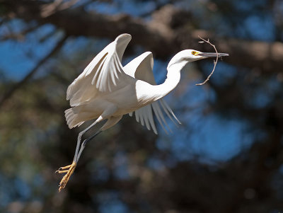 Snowy Egret _4205995.jpg
