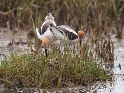 American Avocets _5047210.jpg