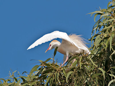 Other Egrets 2009