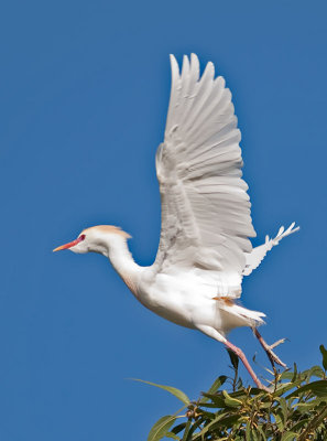 Cattle Egret _4256551.jpg