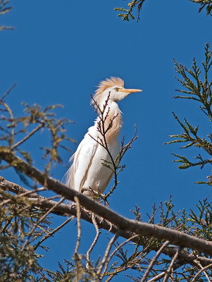 Cattle Egret _5087798.jpg
