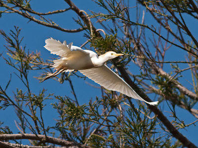 Cattle Egret _5087803.jpg