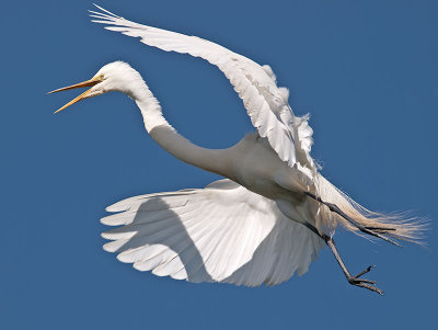 Great White Egret _5087791.jpg