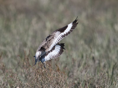 Willet landing _4114734.jpg