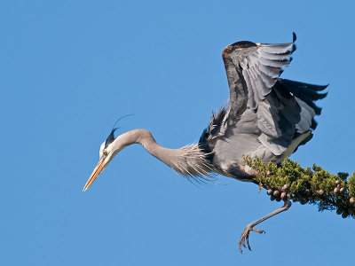 Great Blue Heron _5168307.jpg