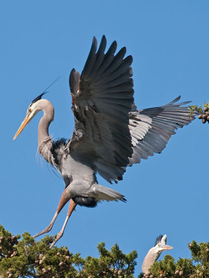 Great Blue Heron _5168309.jpg