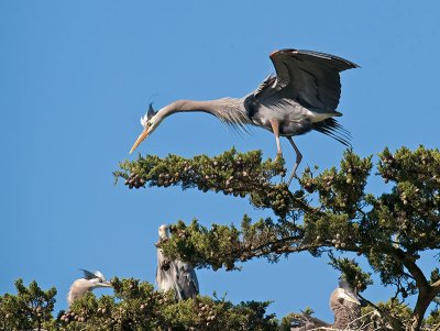 Great Blue Heron _5168305.jpg