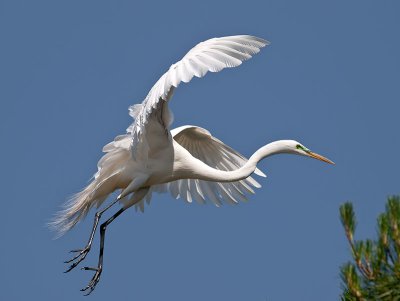 Great Egret _5258650-2.jpg