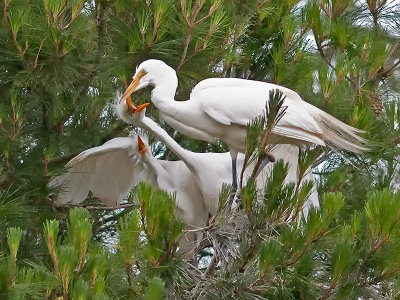 Great Egret feeding _6139249.jpg