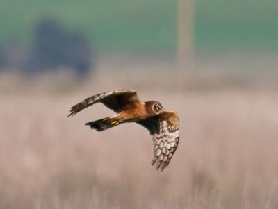 Northern Harrier _3077904.jpg