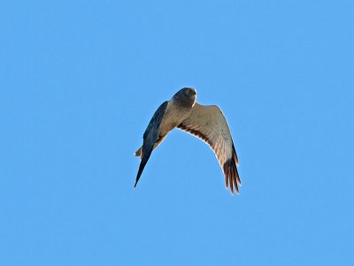 Northern Harrier _6199415.jpg