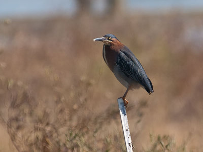 Green Heron _6189351.jpg