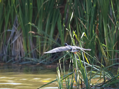 Green Heron _6199438.jpg