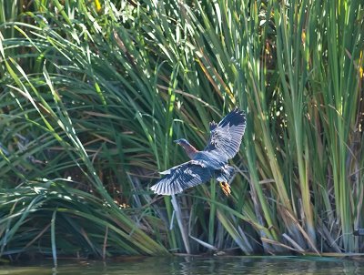 Green Heron _6199439.jpg
