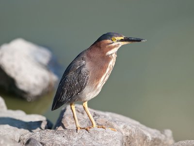 Green Heron _6209464.jpg
